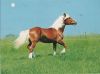 Preview image: Pferd auf Weide Pferd auf Weide