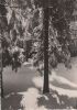 Preview image: Frohe Weihnachten Winterwald Frohe Weihnachten Winterwald