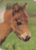 Preview image: Pferd Kopf Pferd Kopf