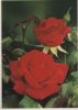 Preview image: Ingrid Bergman Rose Ingrid Bergman Rose