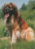 Preview image: Hund auf Wiese Hund auf Wiese