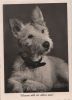 Preview image: Warum soll ich allein sein? Hund Warum soll ich allein sein? Hund