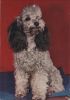 Preview image: Hund sitzend Hund sitzend