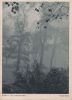 Preview image: Nebel Stadtpark Nebel Stadtpark