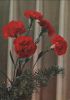 Preview image: Blumen rotblühend Blumen rotblühend