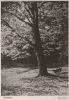 Preview image: Herbstgold Baum Herbstgold Baum