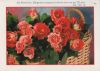 Preview image: Rosen im Korb Rosen im Korb