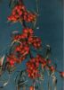 Preview image: Sanddorn Beeren Sanddorn Beeren