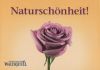 Naturschönheit Rose