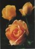 Preview image: Rosen gelb Rosen gelb