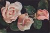 Preview image: Rose Madame Butterfly Rose Madame Butterfly