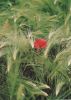 Preview image: Blüte im Getreide Blüte im Getreide