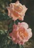 Preview image: Rose Gloria Dei Rose Gloria Dei