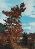 Preview image: Baum mit roten Blättern Baum mit roten Blättern