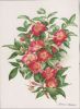 Preview image: Alpenheckenrose Zeichnung Alpenheckenrose Zeichnung