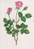 Preview image: Rosarium Sangerhausen Tee-Hybride Francine Rosarium Sangerhausen Tee-Hybride Francine