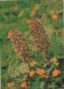 Preview image: Rote Pestwurz Sonderstempel Rote Pestwurz Sonderstempel