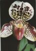 Preview image: Paphiopedilum Martin Sonderstempel Paphiopedilum Martin Sonderstempel