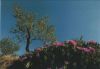 Preview image: Baum und Blüten Baum und Blüten
