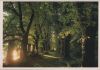 Preview image: Waldweg Laubbäume Waldweg Laubbäume