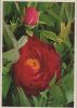 Preview image: Rose blühend Rose blühend