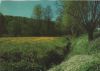 Blumenwiese am bach