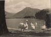 Preview image: Schwäne am Wasser Schwäne am Wasser