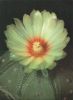 Preview image: Kaktus blühend - Astrophytum asterias Kaktus blühend - Astrophytum asterias