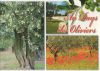 Provence - Frankreich - Au Pays des Oliviers