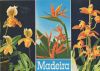 Madeira - Portugal - Blumen