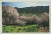 El Paso - Spanien - Almendros en flor