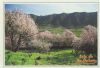 El Paso - Spanien - Almendros en flor