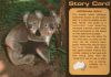 Australien (Sonstiges) - Australien - Koalas, Story Card
