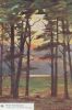 Sandringham - Großbritannien - Through the Pine Woods