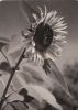 Preview image: Sonnenblume - Blaukreuzjugendwerk - 1962 Sonnenblume - Blaukreuzjugendwerk - 1962