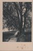 Preview image: Unterm Baum rasten - ca. 1955 Unterm Baum rasten - ca. 1955