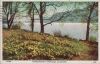 Großbritannien - Ullswater - Wordsworth Daffodils - 1963