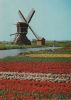 Niederlande - Holland - im Blumenschmuck - 1977