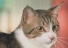 Preview image: grau-weiß-schwarze Katze - 2004 grau-weiß-schwarze Katze - 2004