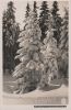 Preview image: Fichten im Winterkleid - ca. 1950 Fichten im Winterkleid - ca. 1950