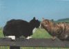 Preview image: Schmusende Hauskatzen - 2004 Schmusende Hauskatzen - 2004