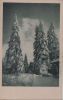 Preview image: Nadelbäume im Schneekleid - ca. 1955 Nadelbäume im Schneekleid - ca. 1955