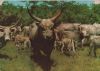 Ungarn - Hortobagy - Graue Rinderherde - ca. 1975