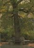 Preview image: Bank um einen Baum herum - 1999 Bank um einen Baum herum - 1999