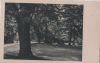 Preview image: Alter Baum im Park - ca. 1955 Alter Baum im Park - ca. 1955