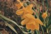 Preview image: gelbe Blüten - 2004 gelbe Blüten - 2004