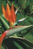 Spanien - Teneriffa - Flores, Pajaro del paraiso - ca. 1980