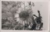 Preview image: Sonnenblume am Zaun Sonnenblume am Zaun