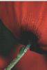 Preview image: Teil einer roten Blüte - 2004 Teil einer roten Blüte - 2004